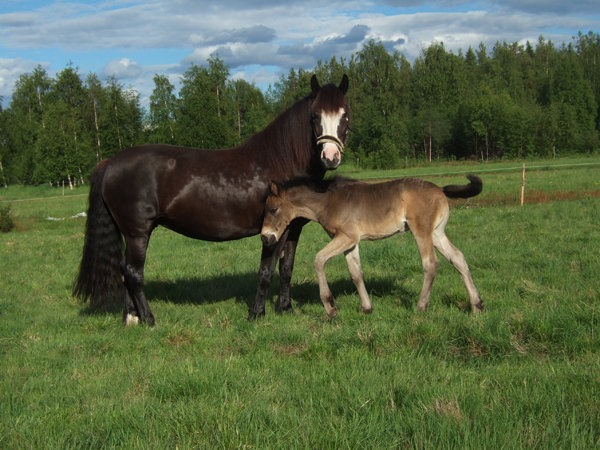 Norsk Kaldblodstraver (Norwegian Coldblood Trotter)